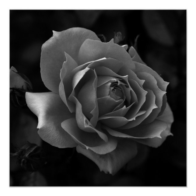 Rose  poster (Front)