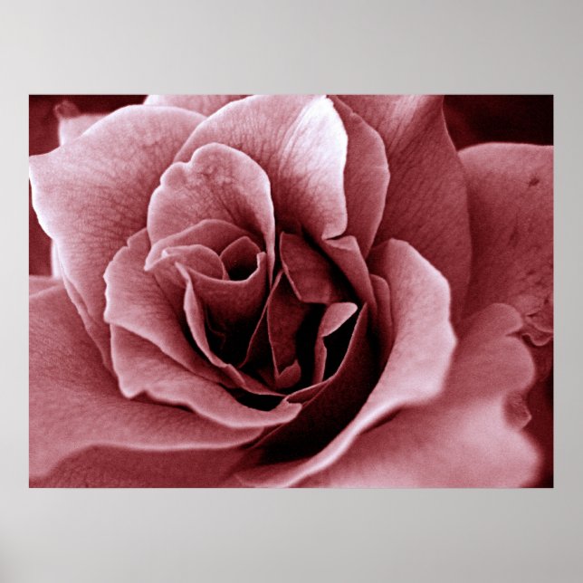 Rose Poster (Front)