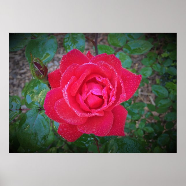 Rose,  poster (Front)