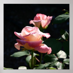 rose poster