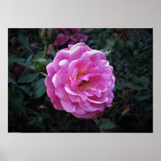 Rose,  poster (Front)