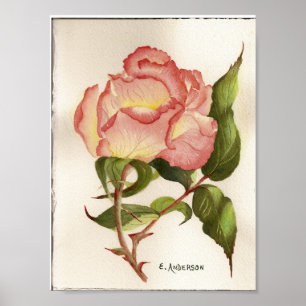 rose poster