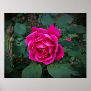 Rose, Poster