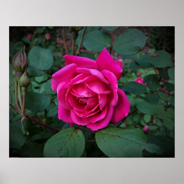 Rose, Poster (Front)