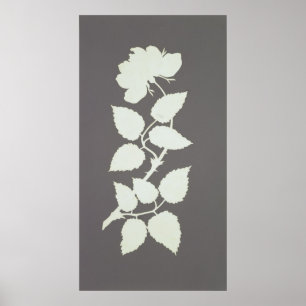 Rose Poster