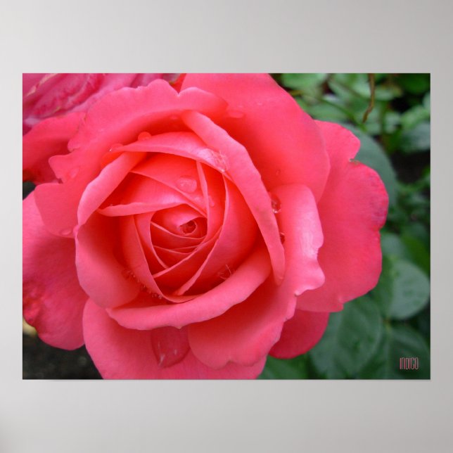 Rose Poster Print Beautiful Flower Art Print (Front)