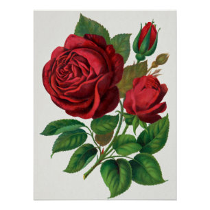 Rose Print Rochester Lithographing and Printing Co