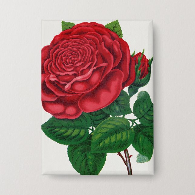 Rose Print Rochester Lithographing and Printing Co (Front)