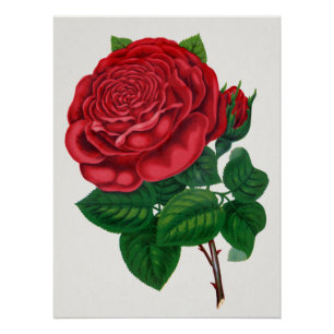 Rose Print Rochester Lithographing and Printing Co