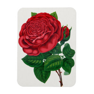 Rose Print Rochester Lithographing and Printing Co Magnet