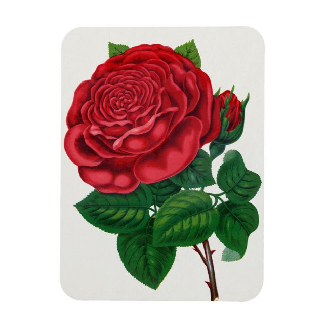 Rose Print Rochester Lithographing and Printing Co Magnet (Vertical)