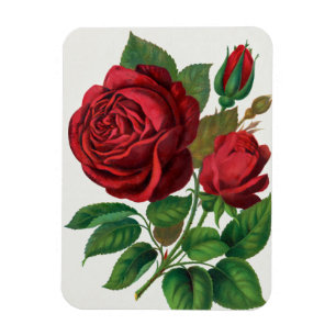 Rose Print Rochester Lithographing and Printing Co Magnet