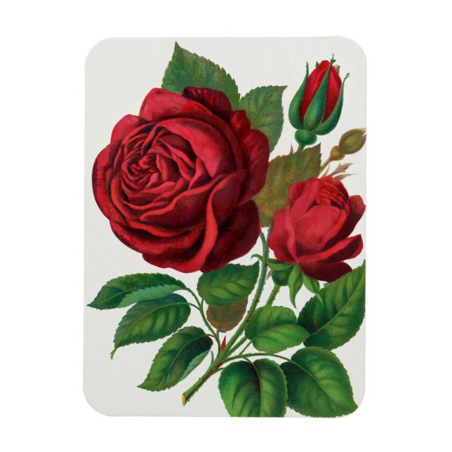 Rose Print Rochester Lithographing and Printing Co Magnet (Vertical)