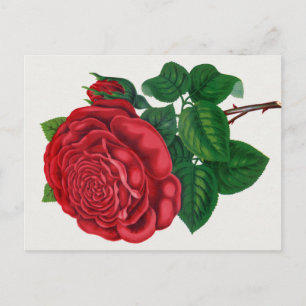 Rose Print Rochester Lithographing and Printing Co Postcard