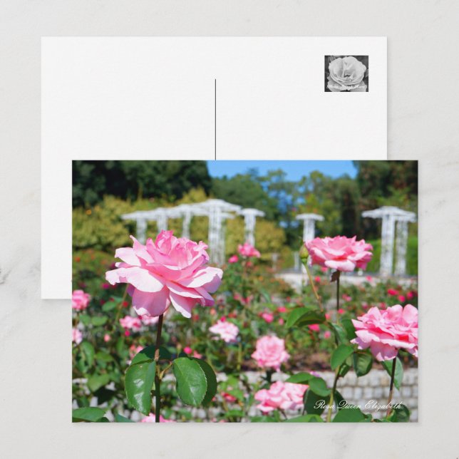 Rose Queen Elizabeth Postcard (Front/Back)