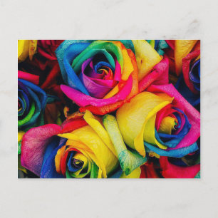 Rose Rainbow Postcard