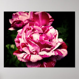 Rose Red Pink Poster