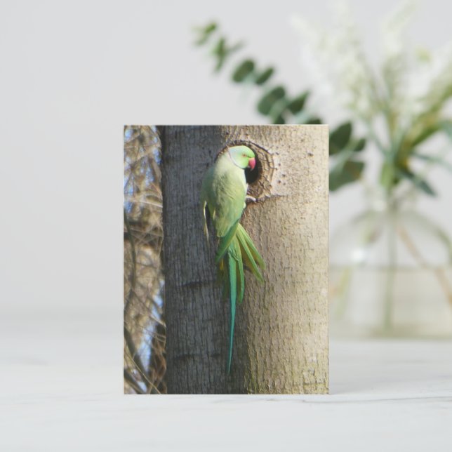 Rose-ringed Parakeet in Tree DIY Postcard (Standing Front)