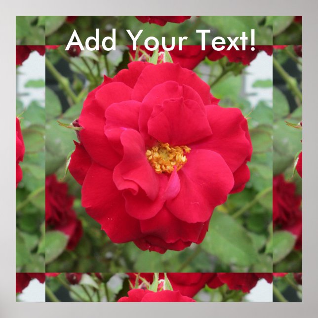 Rose Rote Blume Poster (Front)