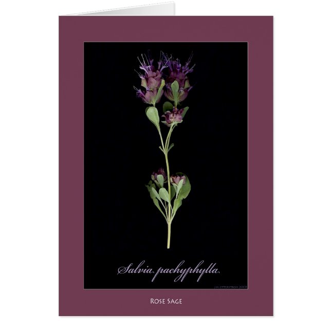 Rose Sage Botanical Print Cards (Front)