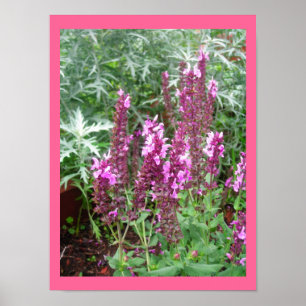 ROSE SALVIA AND ARTEMESIA POSTER