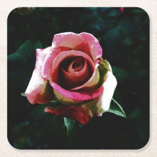 rose   square paper coaster