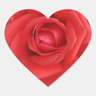 Rose Sticker
