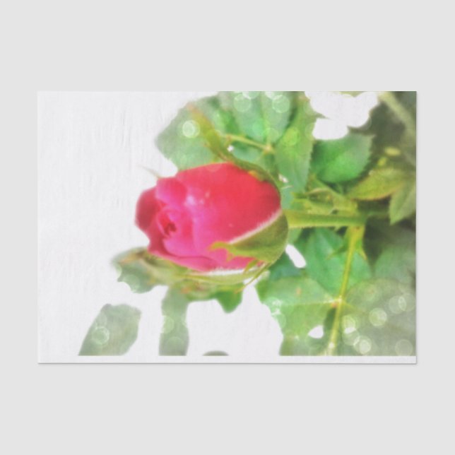 Rose Tissue Paper (Front)