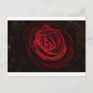 Rose Vines Heart Pattern Flower Peace Love Destiny Postcard