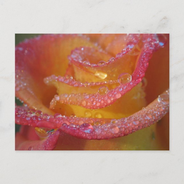Rose Water Postcard (Front)