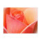Rose Watercolor Effect Floral Postcard
