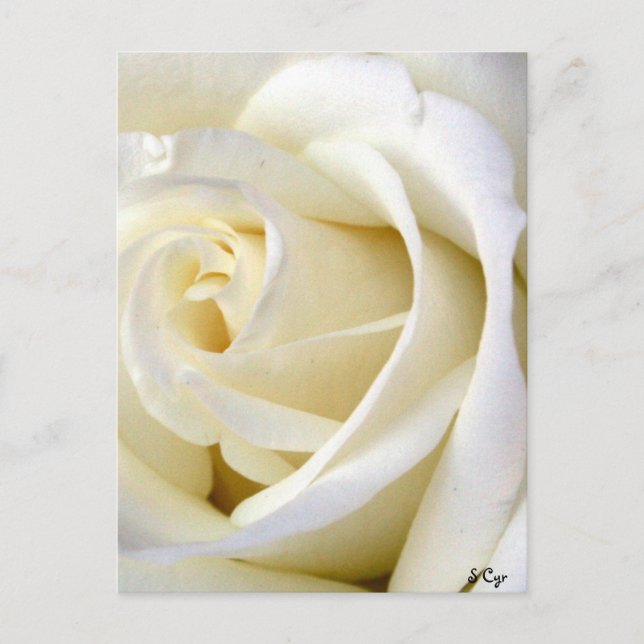 Rose White Postcard (Front)