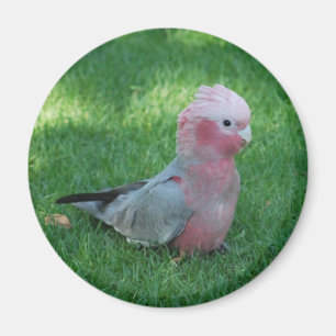 Roseate Cockatoo Magnet