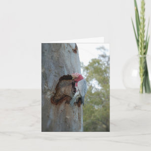 Roseate Cockatoo or Galah - Birthday Card