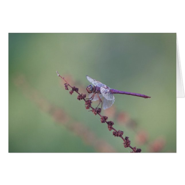 Roseate Skimmer Dragonfly (Front Horizontal)