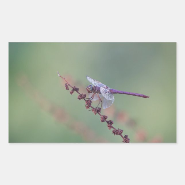 Roseate Skimmer Dragonfly Rectangular Sticker (Front)