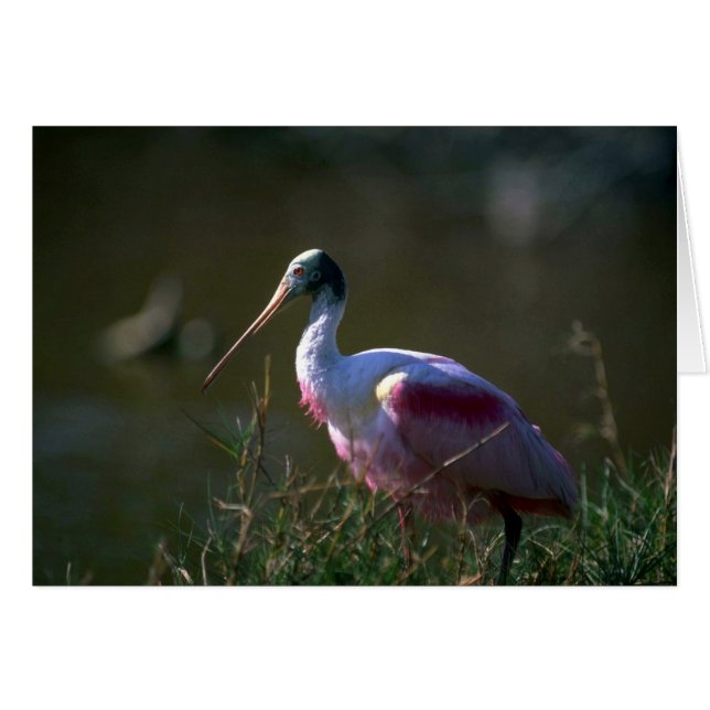 Roseate Spoonbill (Front Horizontal)