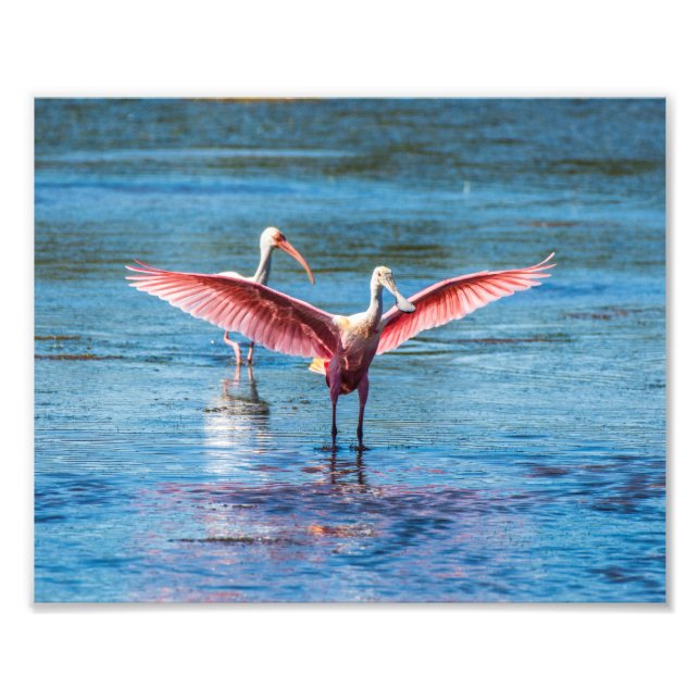 Roseate Spoonbill 10 x 8 Kodak Pro Photo Print (Front)
