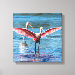 Roseate Spoonbill 12" x 12" Wrapped Canvas