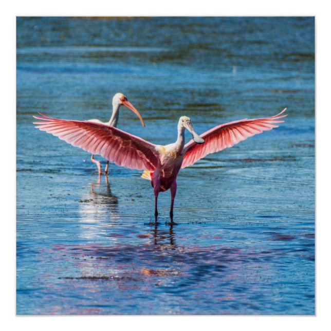 Roseate Spoonbill 20" x 20" Poster (Semi-Gloss) (Front)