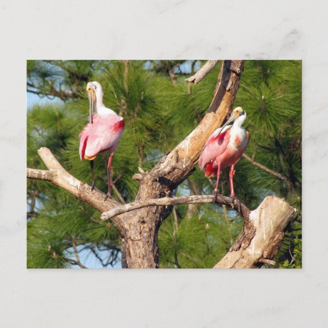 Roseate Spoonbill (3050) Postcard (Front)