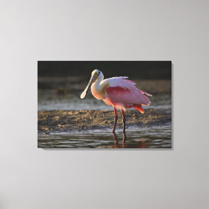 Roseate Spoonbill, Ajaia ajaja, Ding Darling Canvas Print