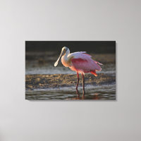 Roseate Spoonbill, Ajaia ajaja, Ding Darling