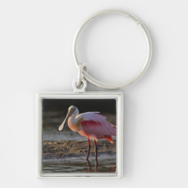 Roseate Spoonbill, Ajaia ajaja, Ding Darling Key Ring (Front)