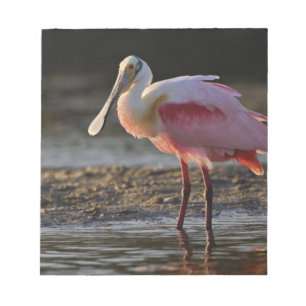 Roseate Spoonbill, Ajaia ajaja, Ding Darling Notepad