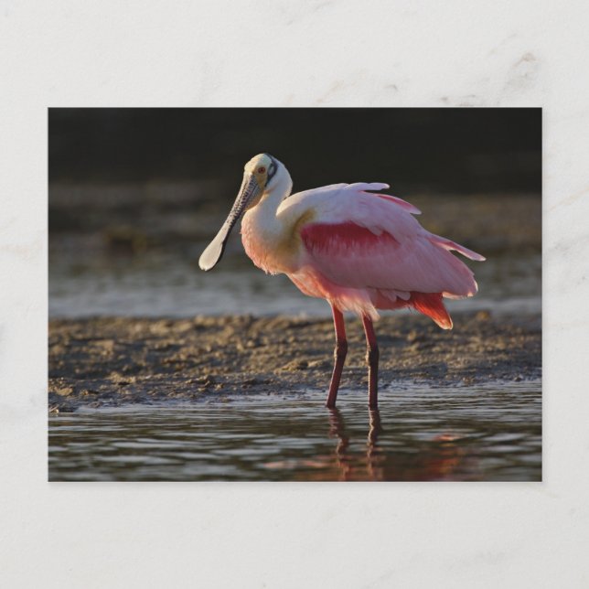 Roseate Spoonbill, Ajaia ajaja, Ding Darling Postcard (Front)