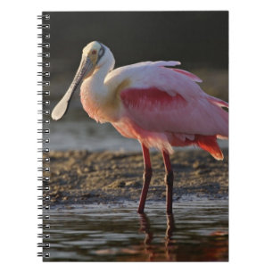 Roseate Spoonbill, Ajaia ajaja, Ding Darling Spiral Notebook
