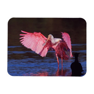 Roseate Spoonbill (Ajaia ajaja) with Cormorant Magnet