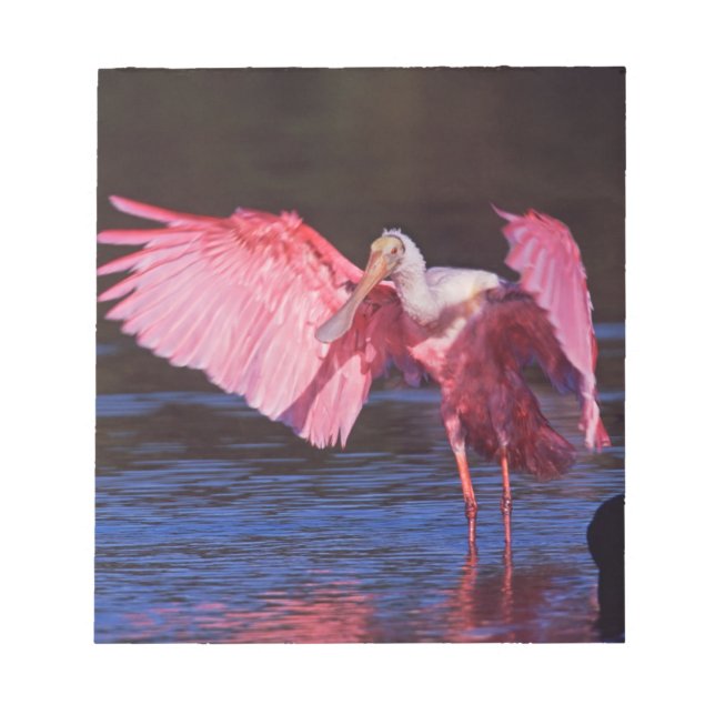 Roseate Spoonbill (Ajaia ajaja) with Cormorant Notepad (Front)