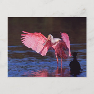 Roseate Spoonbill (Ajaia ajaja) with Cormorant Postcard